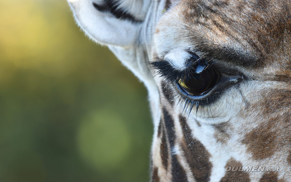 Northern giraffe (Giraffa camelopardalis)